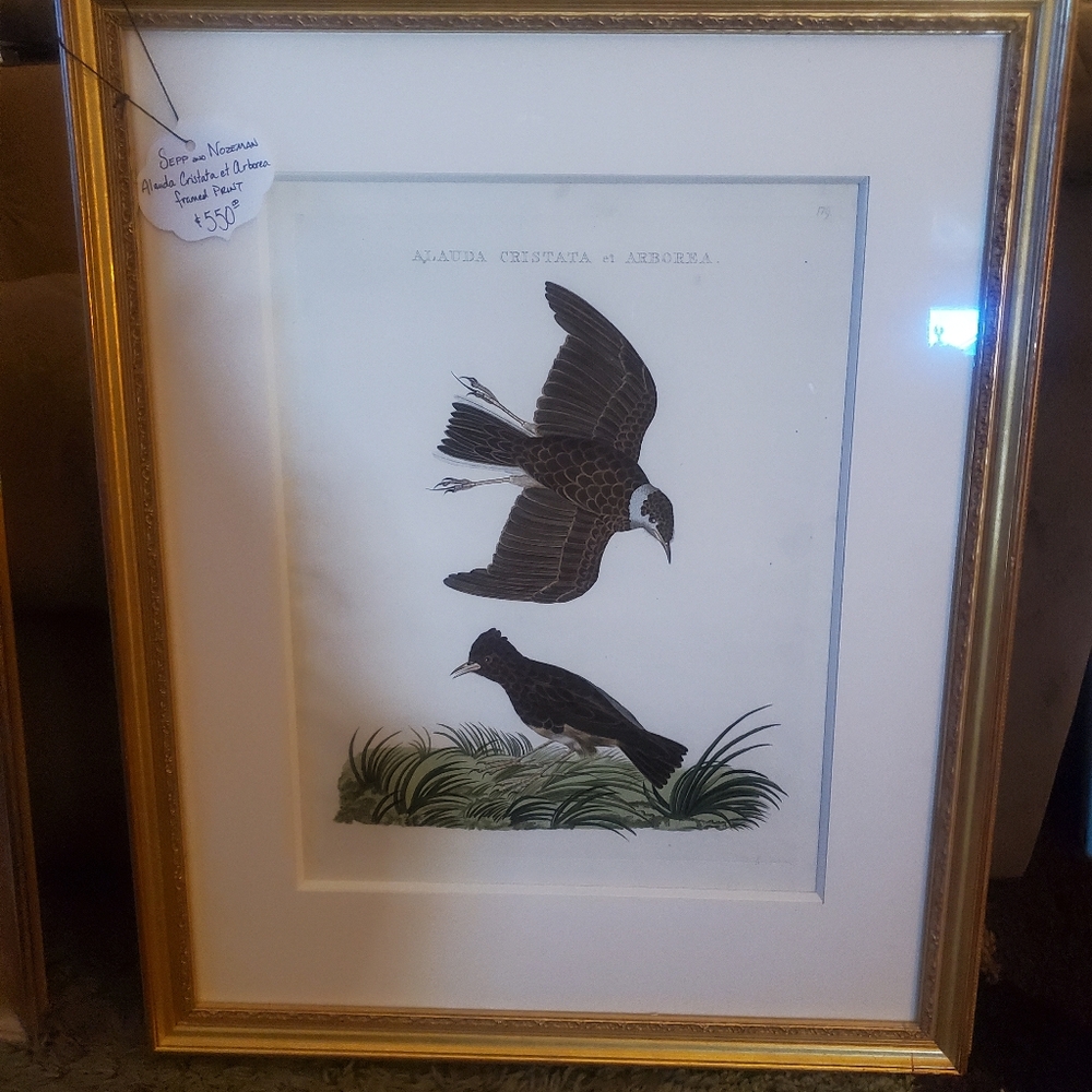 Framed Print